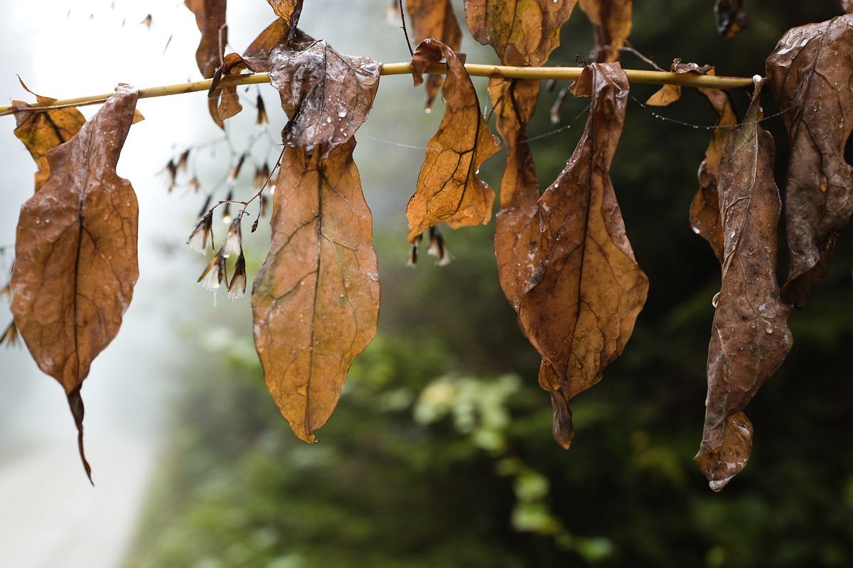 Herbstblätter