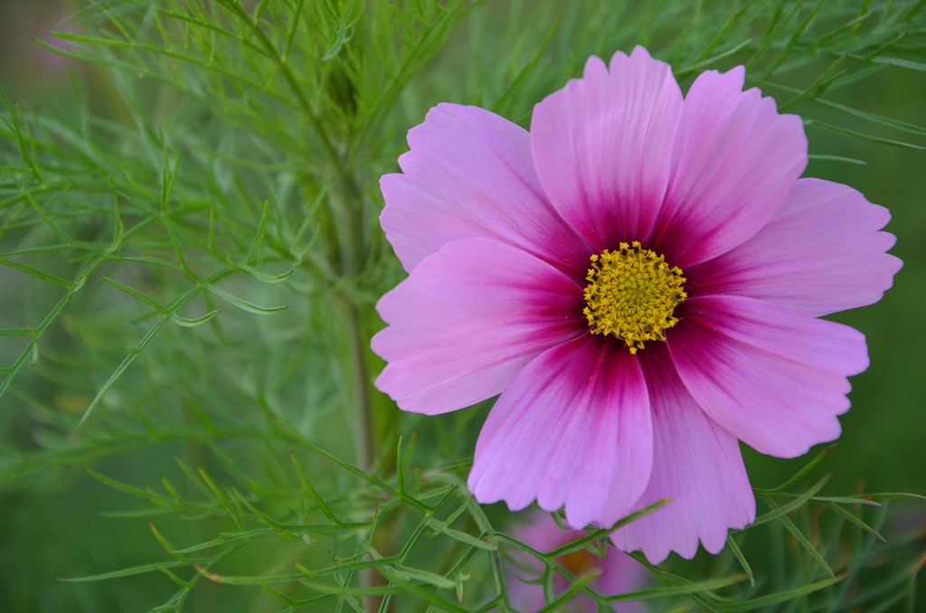 Herbstblüte 1