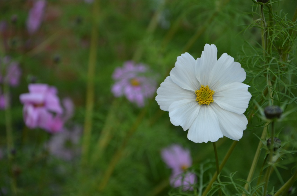 Herbstblüte 2