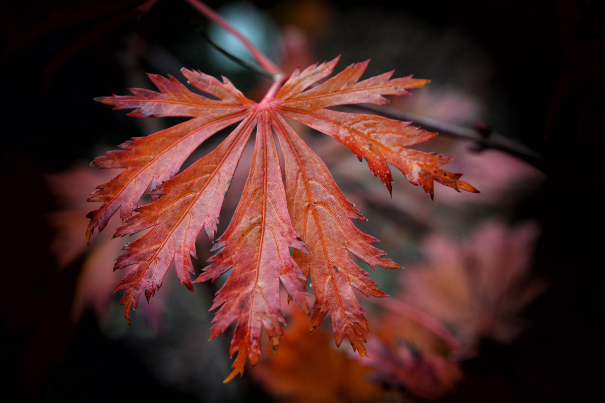 herbstblatt feuerahorn