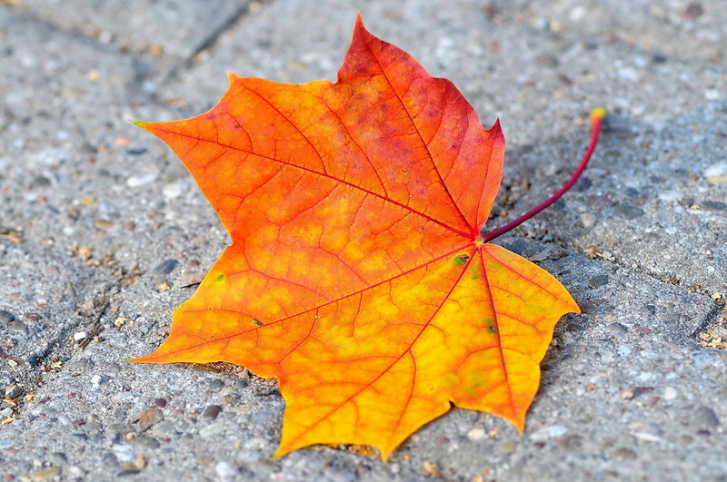 Herbstblatt