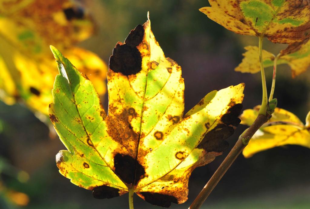 Herbstblatt