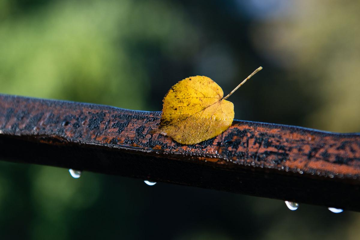 herbstblatt