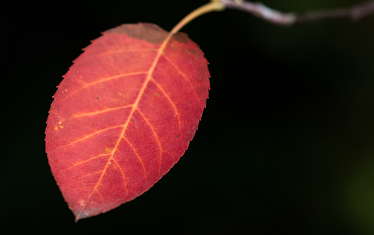 Herbstblatt