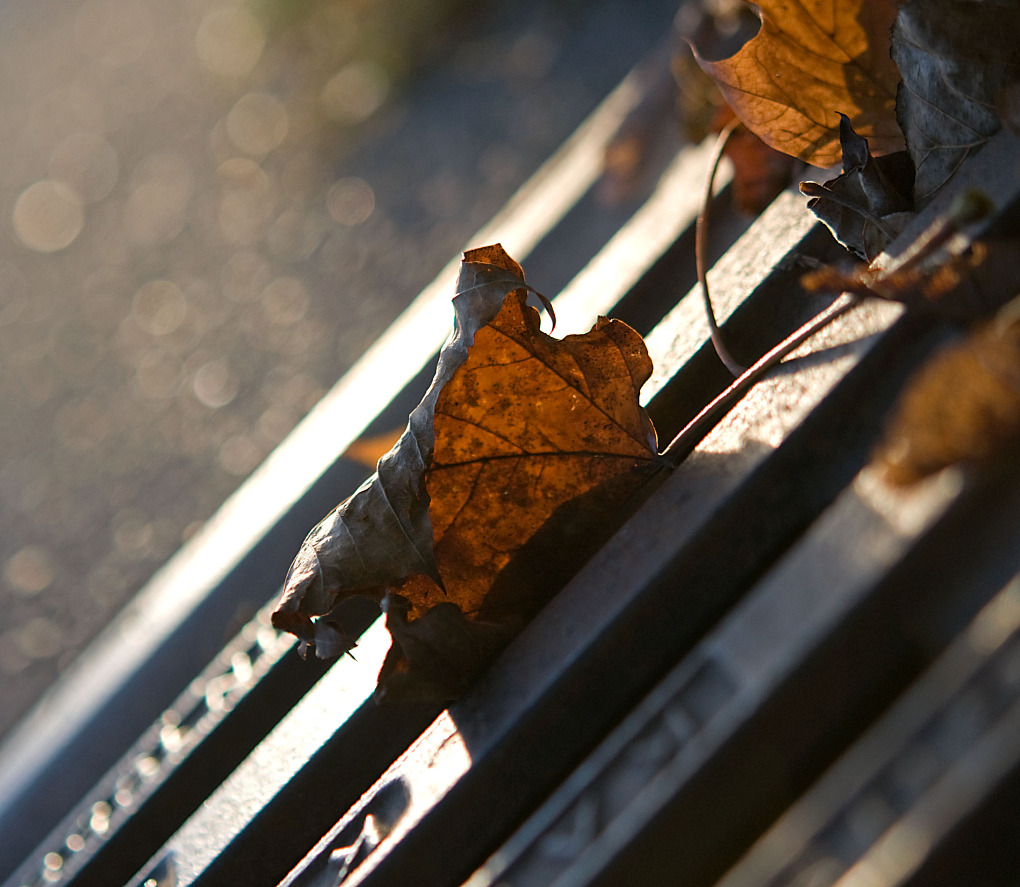 Herbstblatt