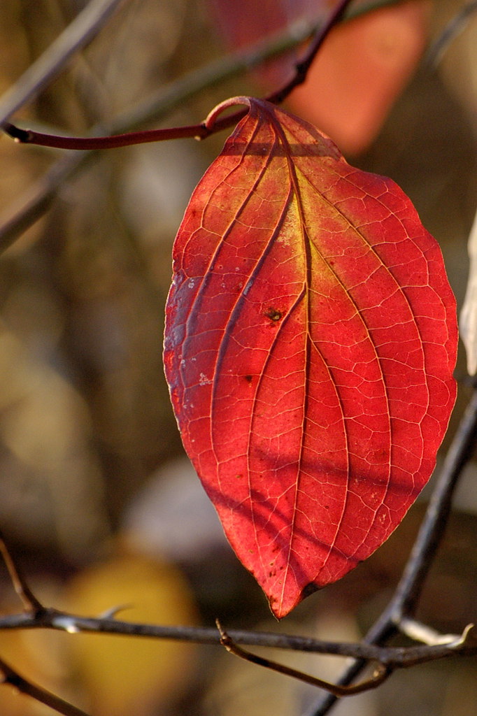herbstblatt01