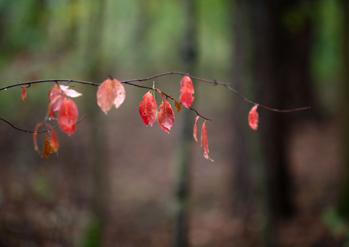 Herbstbokeh 1.jpg