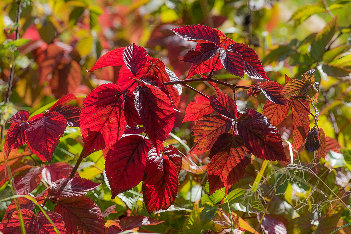 Herbstbrombeeren (1 von 1).JPG