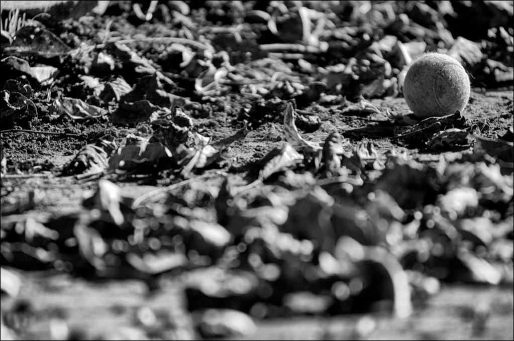 HerbstDSC 0004