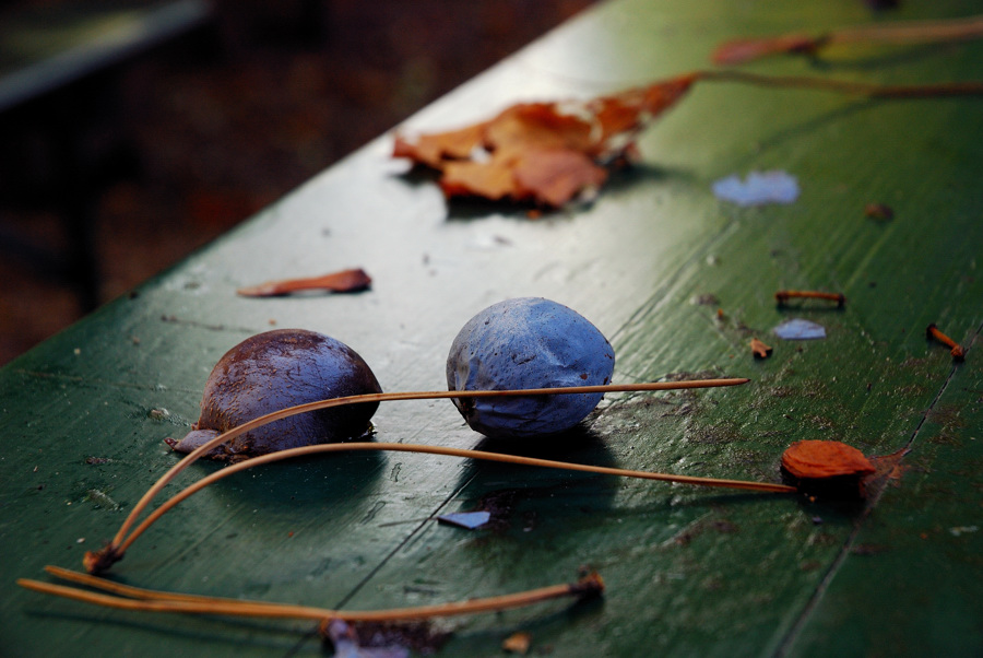 HerbstDSC 1671