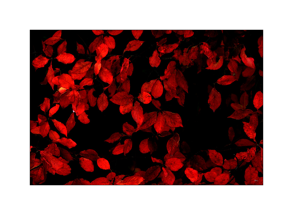 HerbstDSC 6480