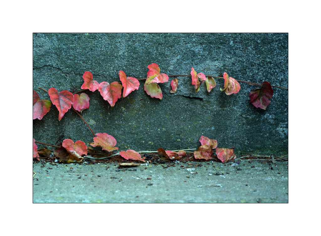 HerbstDSC 6485