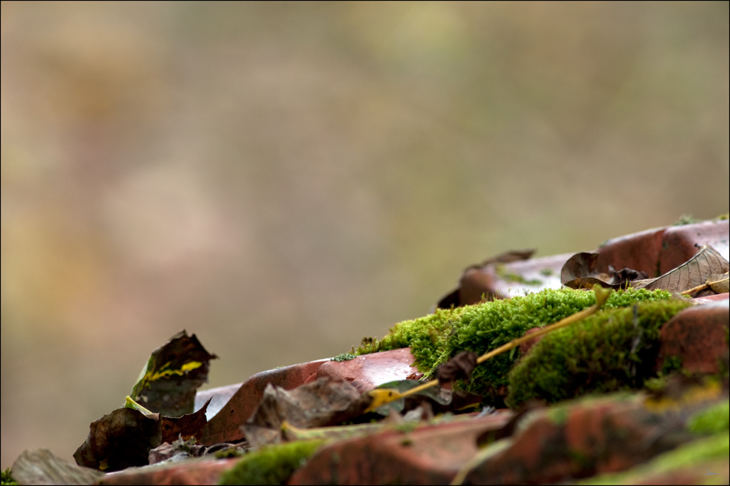 HerbstDSC 7248