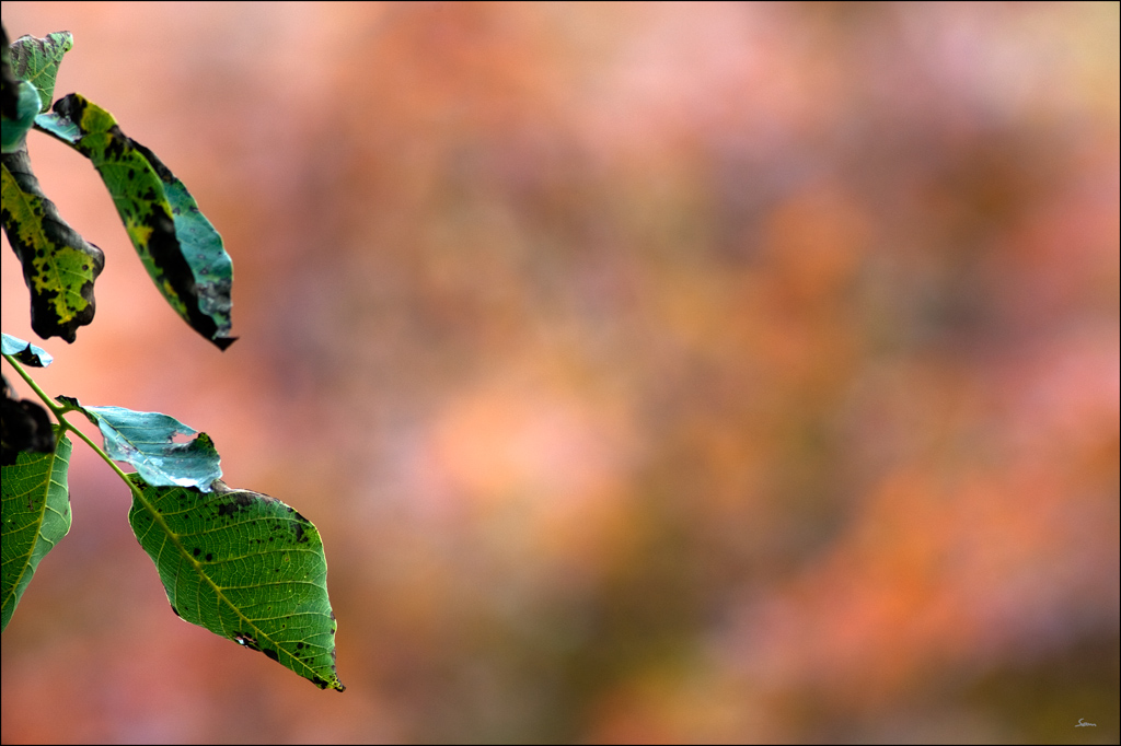 HerbstDSC 7254