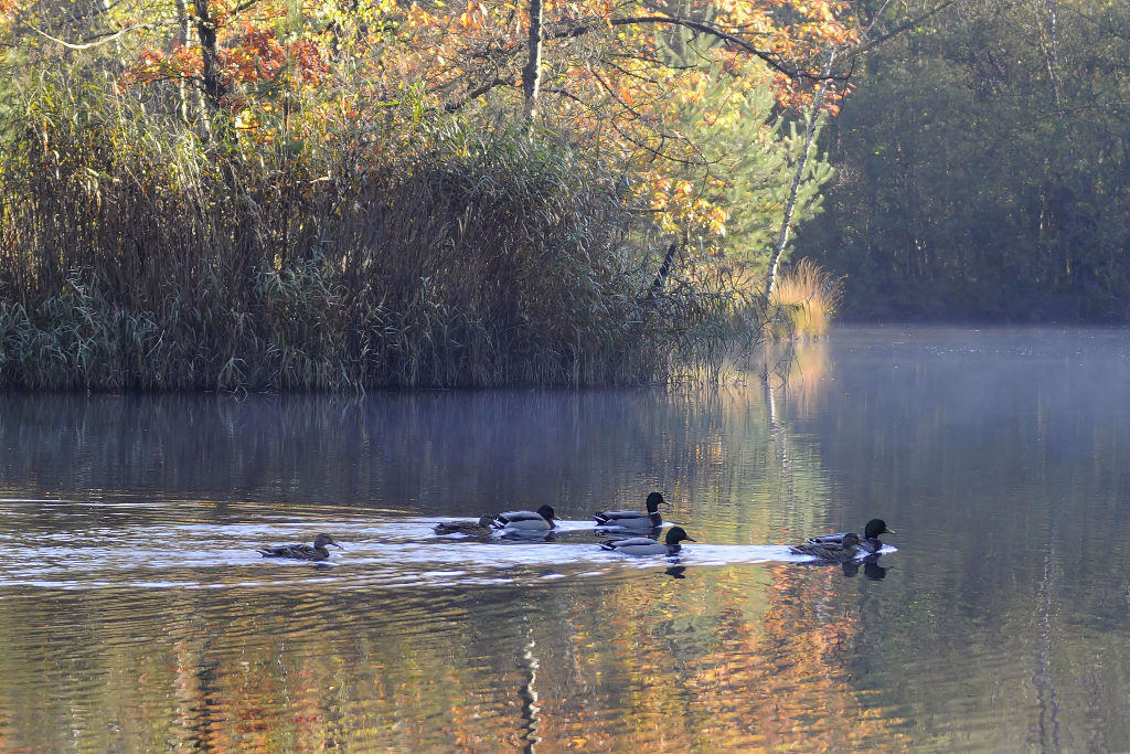 Herbstenten1