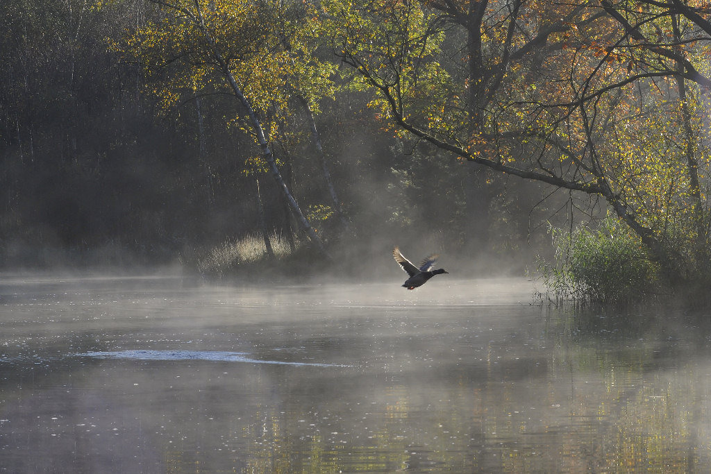 Herbstenten4