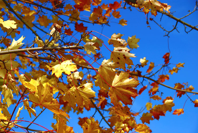 herbstfarbe