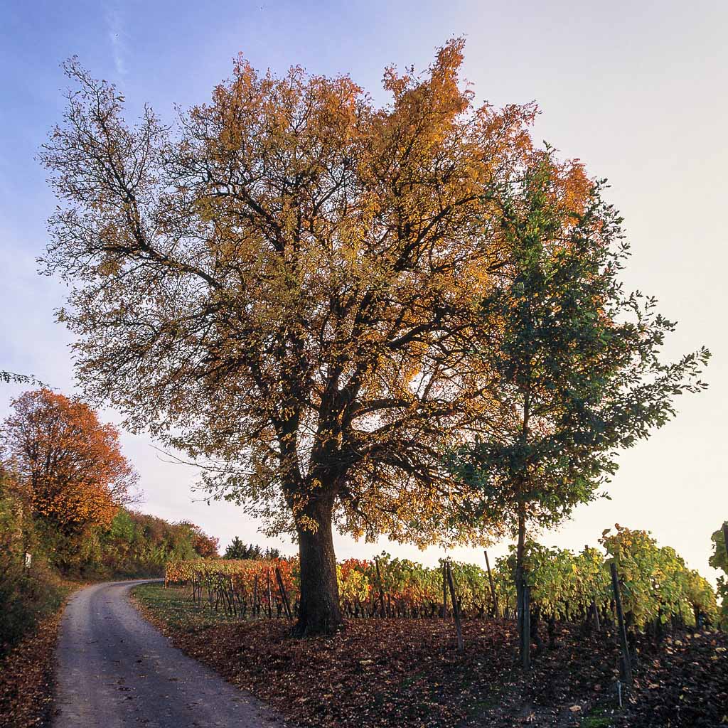 Herbstfarben 000006