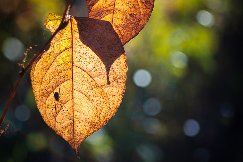 Herbstfarben-4802.jpg