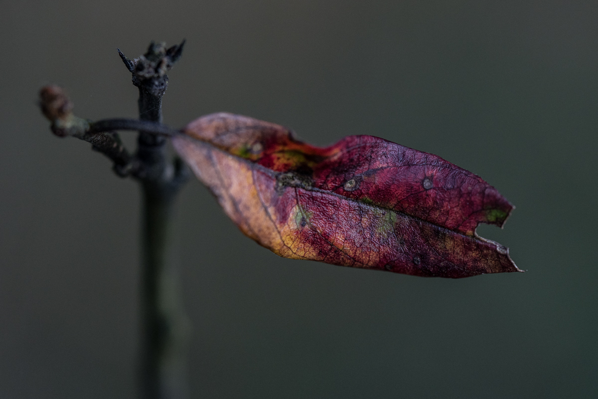 Herbstfarben