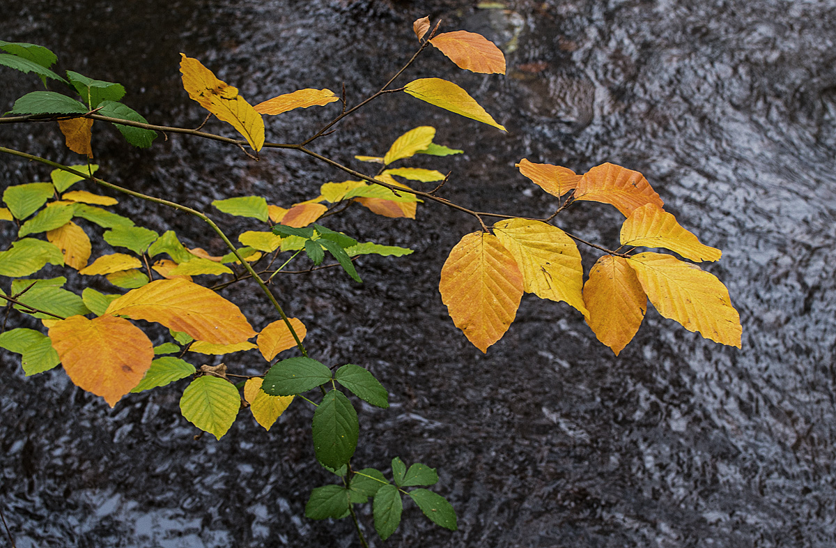Herbstfarben