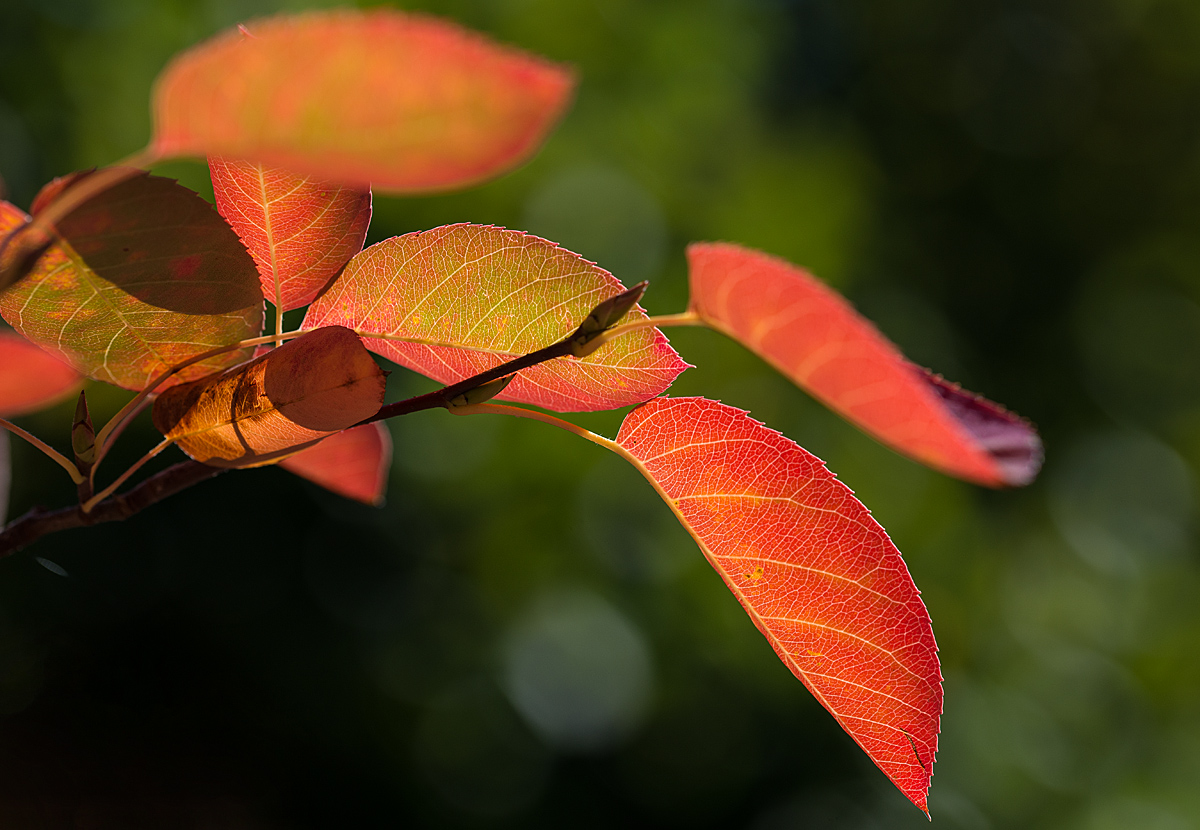 Herbstfarben