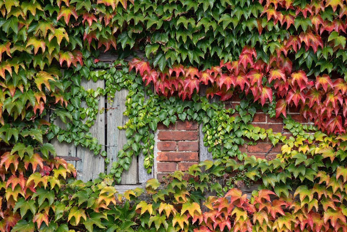 Herbstfenster_2.jpg