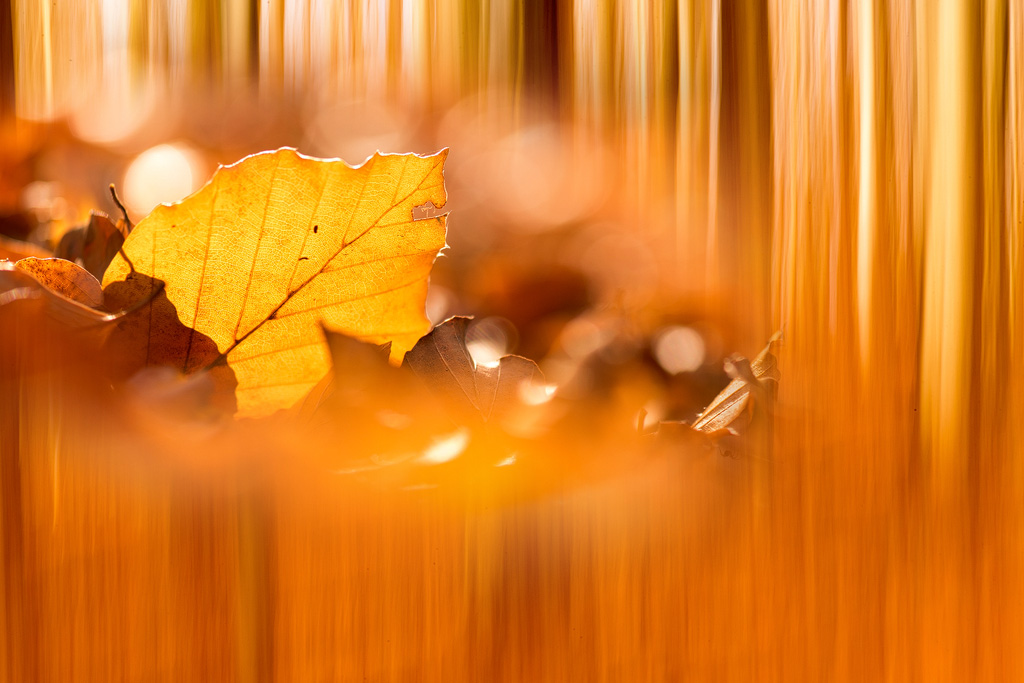 Herbstgold