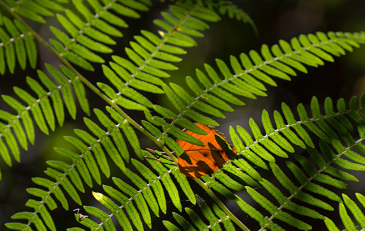 Herbsthauch