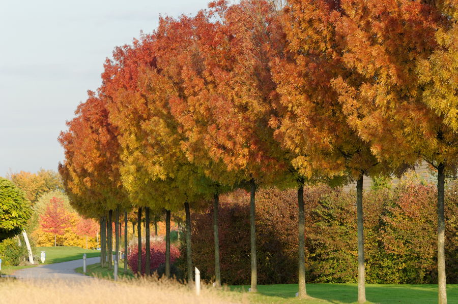 Herbstimpression 2011 1