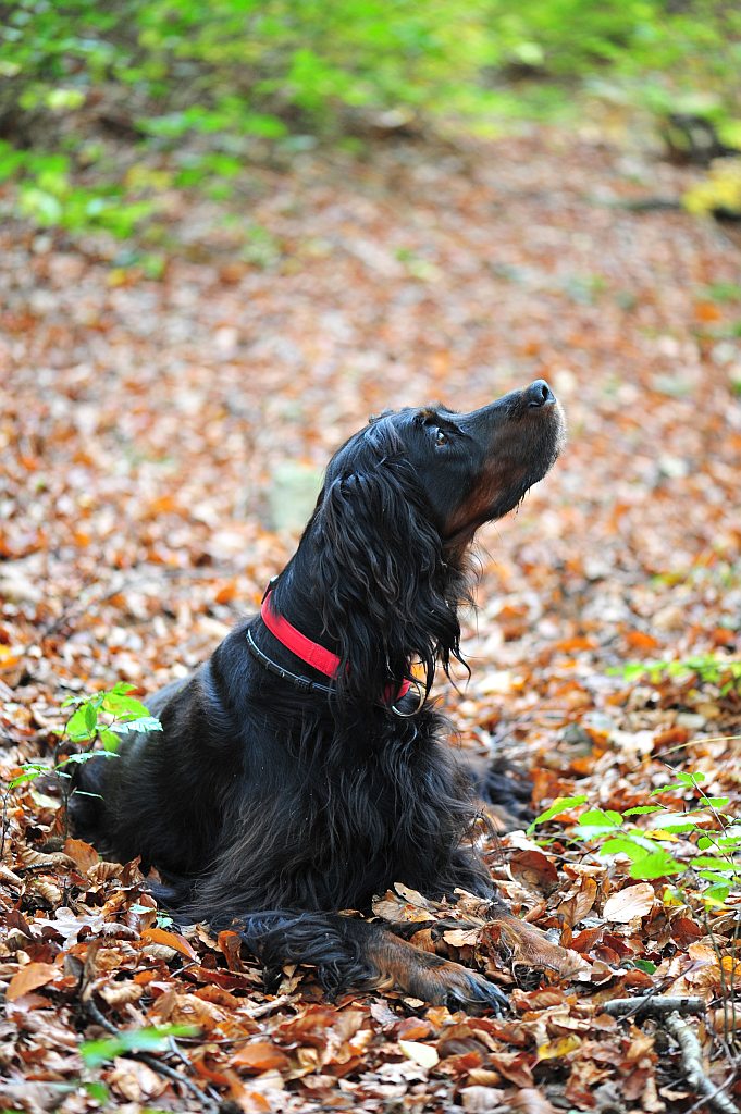 Herbstimpression2