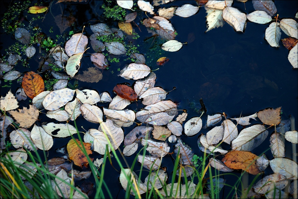 Herbstimpressionen 11 / 2011