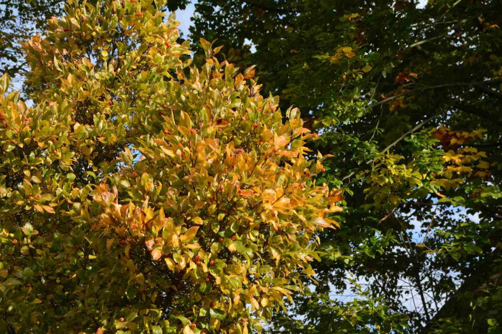Herbstimpressionen 2