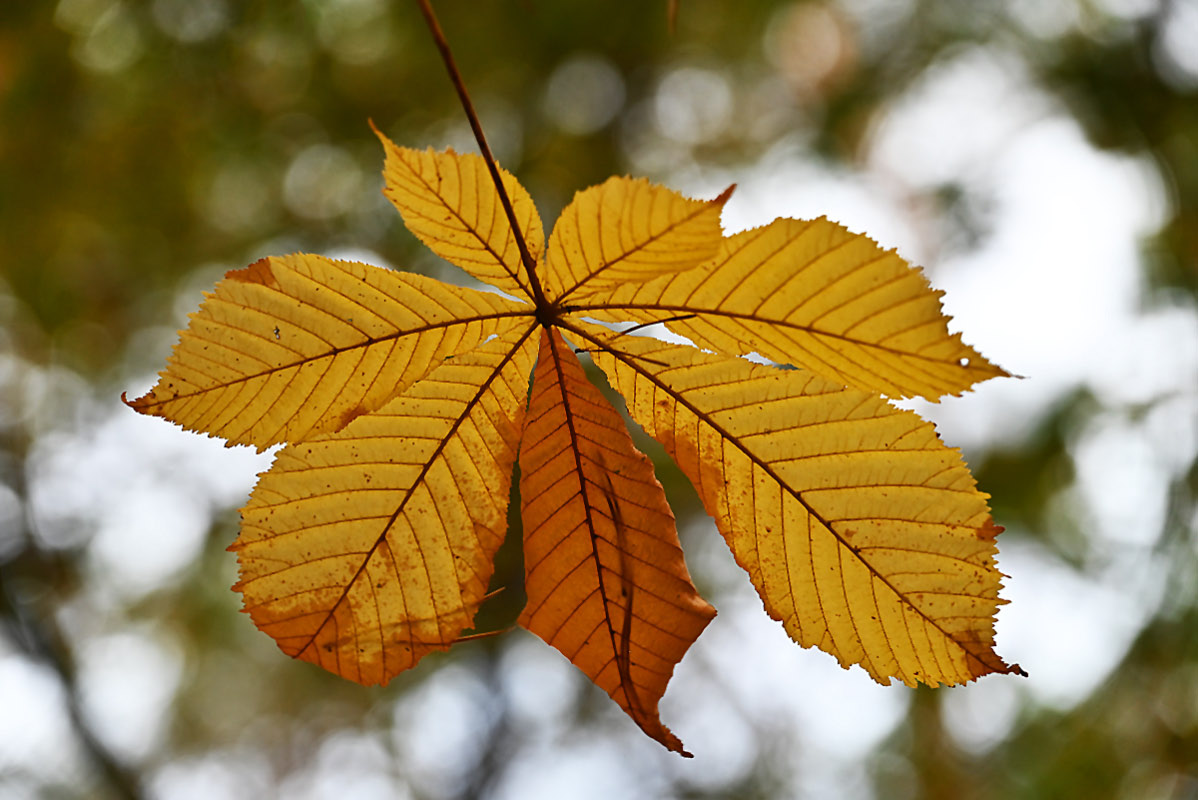 Herbstkastanie.jpg