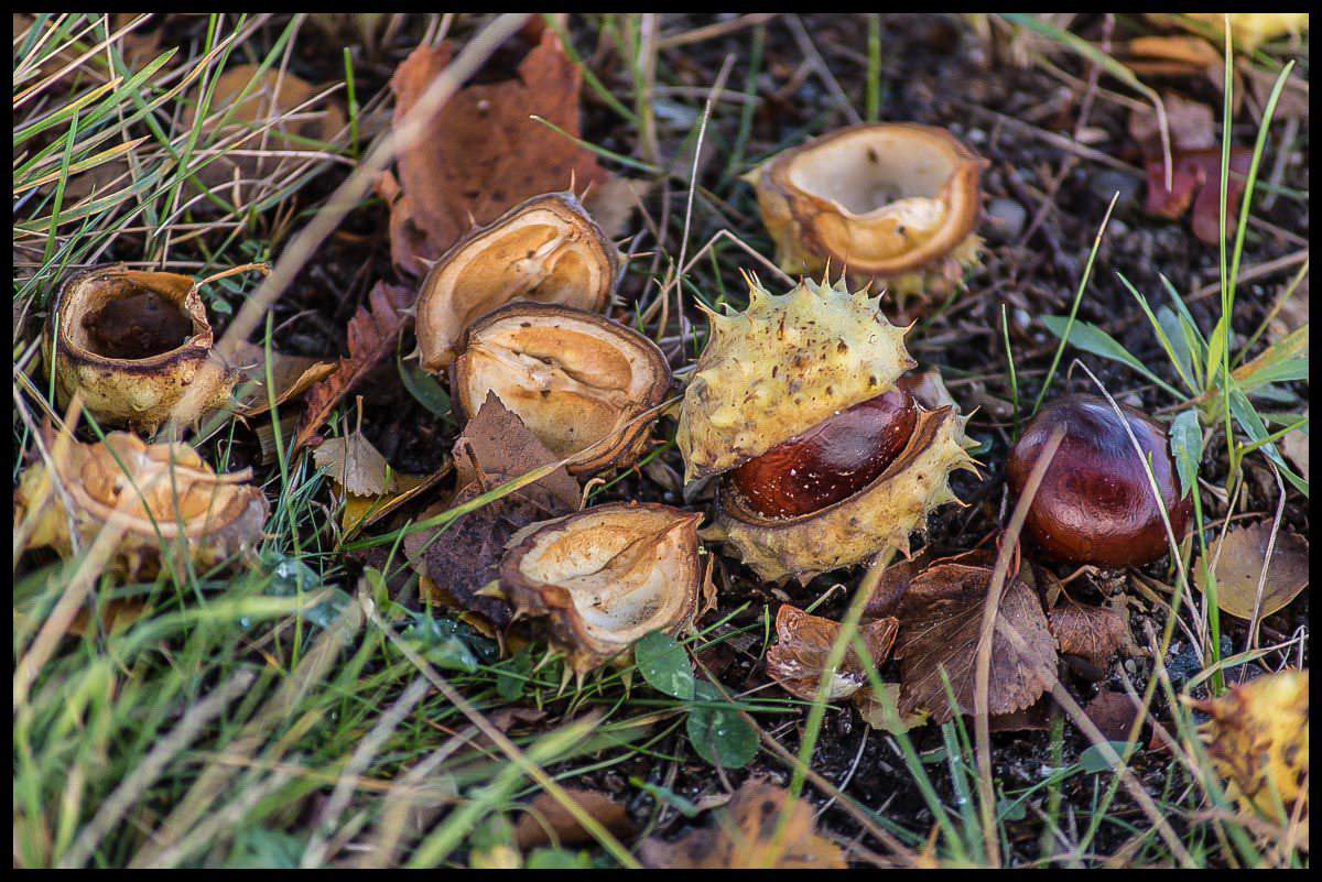 Herbstkastanien 2 (1 von 1).JPG