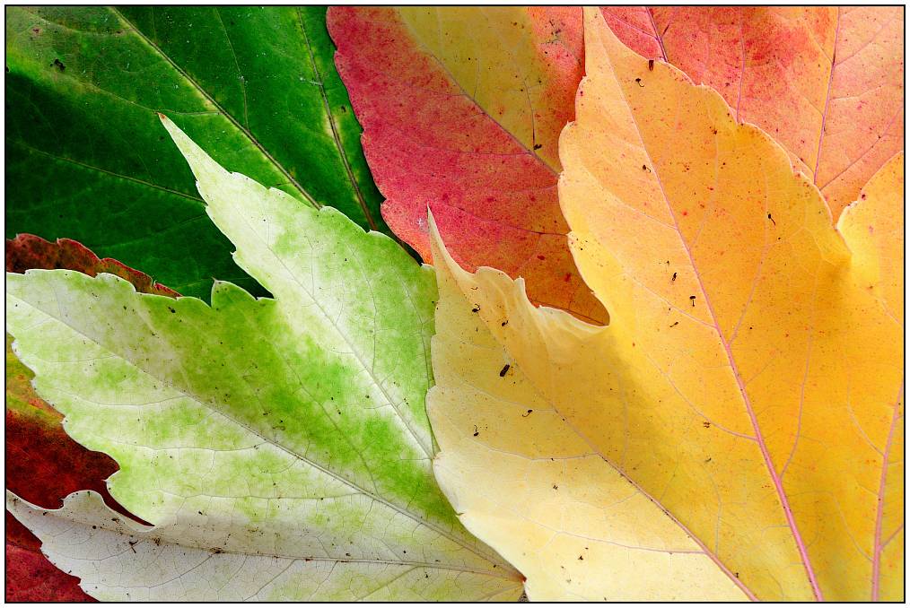 herbstknffframe