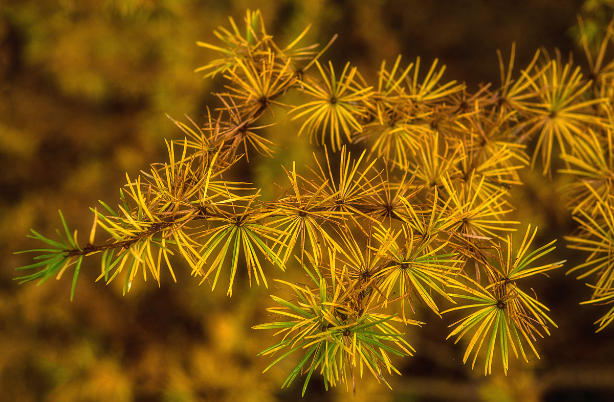 Herbstlärche 1