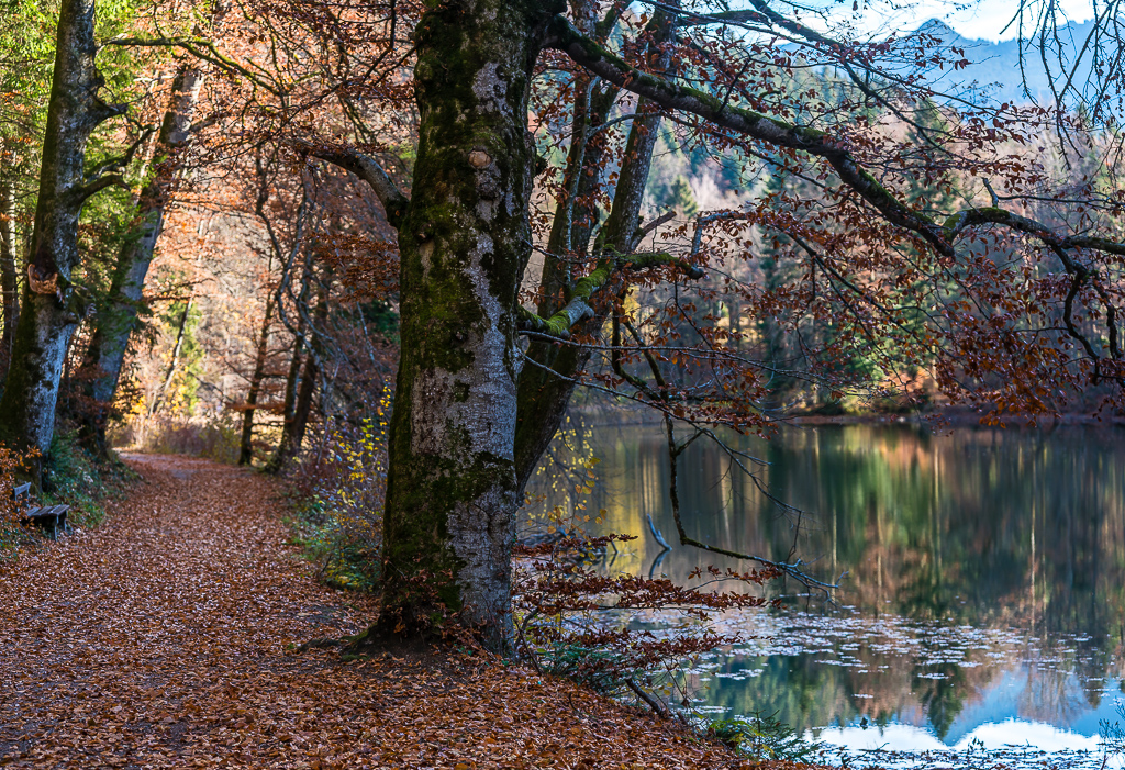 Herbstlaub am Uferweg
