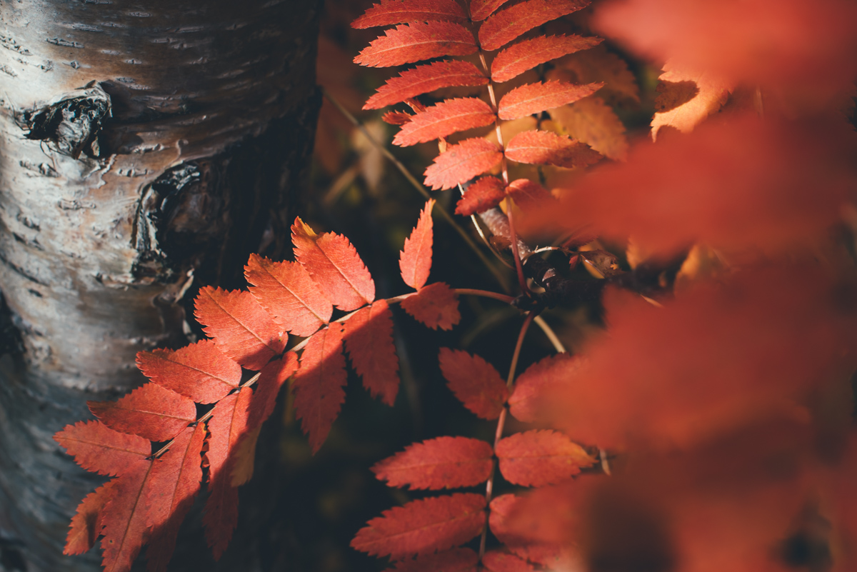 Herbstlaub in Island (ja, da gibt es vereinzelt Herbst und vereinzelt auch Bäume)