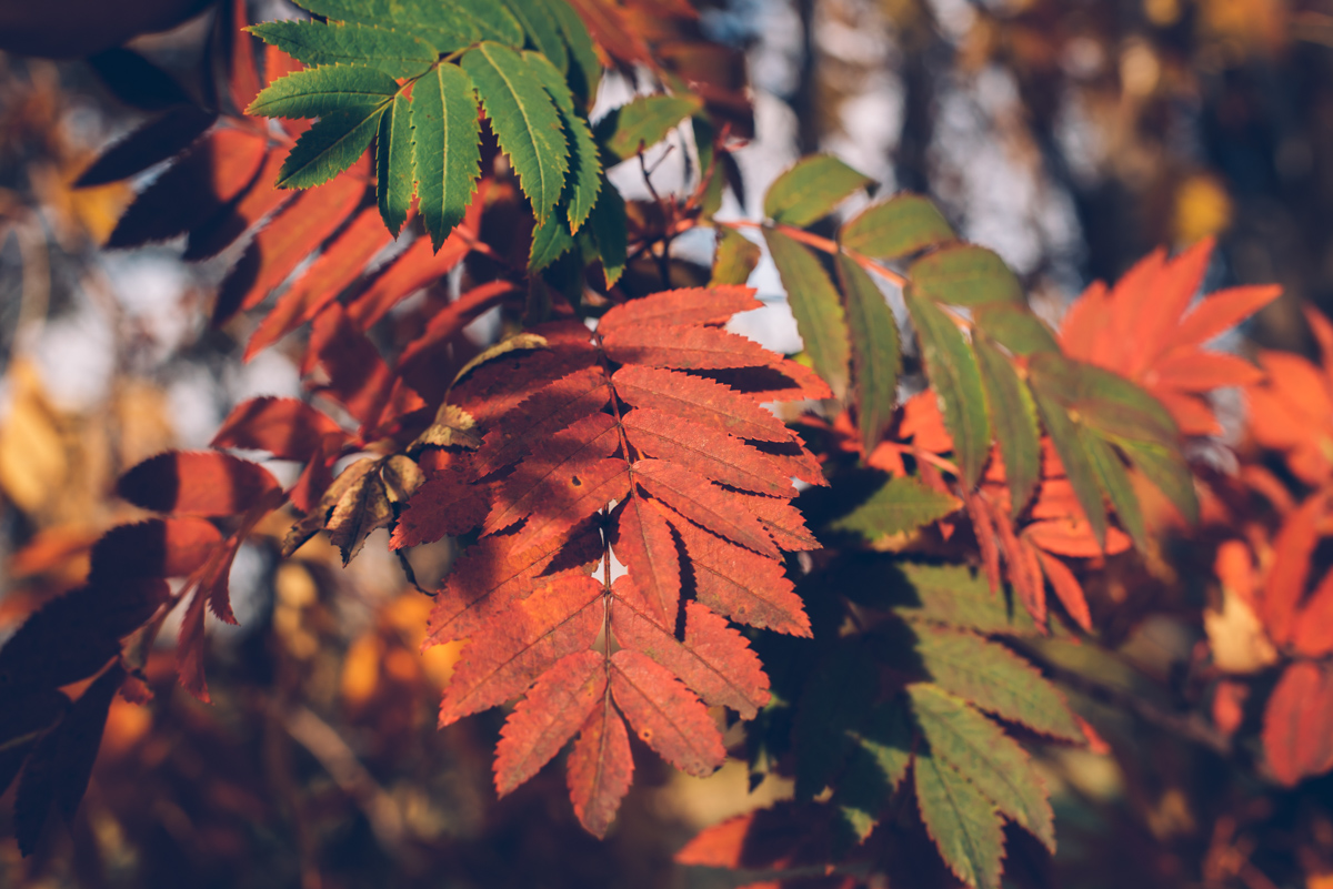 Herbstlaub in Island (ja, da gibt es vereinzelt Herbst und vereinzelt auch Bäume)