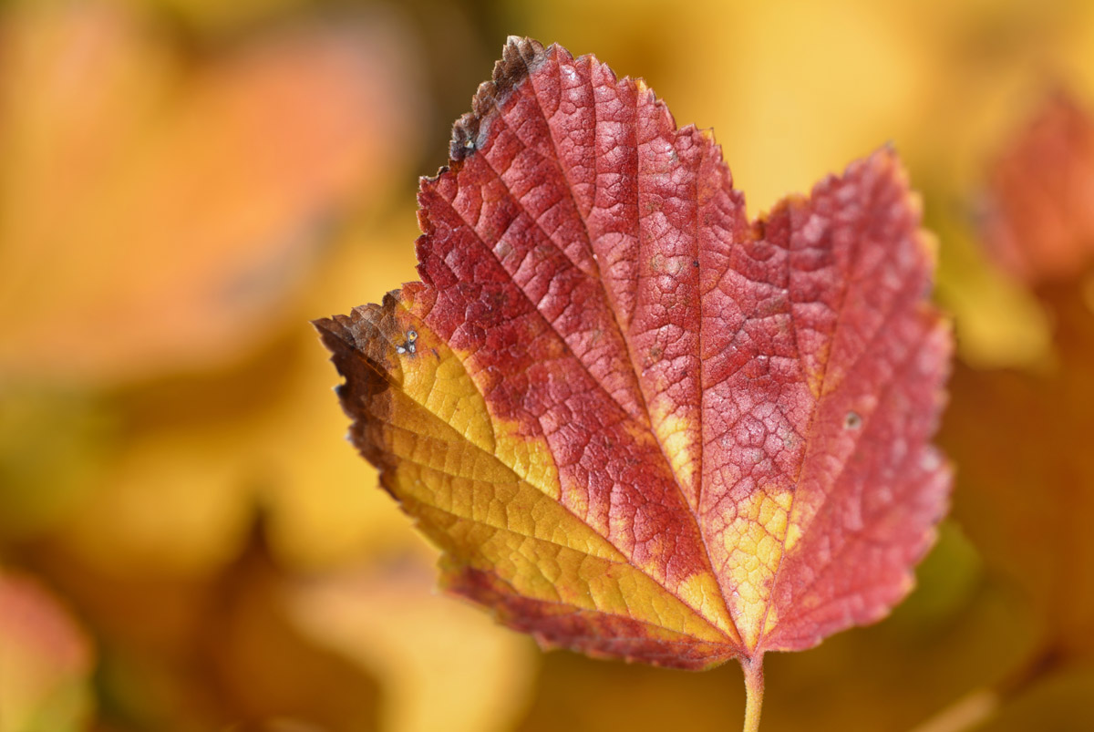 herbstlaub johannisbeeren