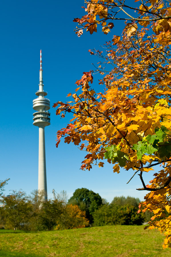 Herbstlaub vor Olympiaturm