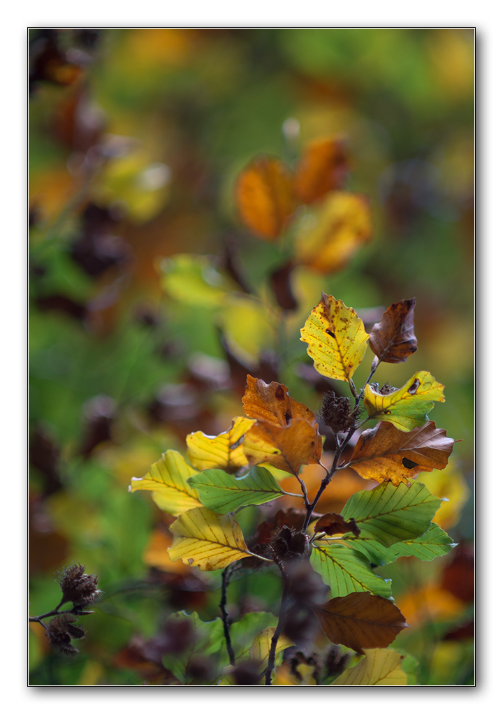 herbstlaub
