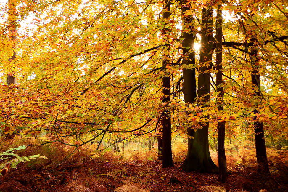Herbstlaub