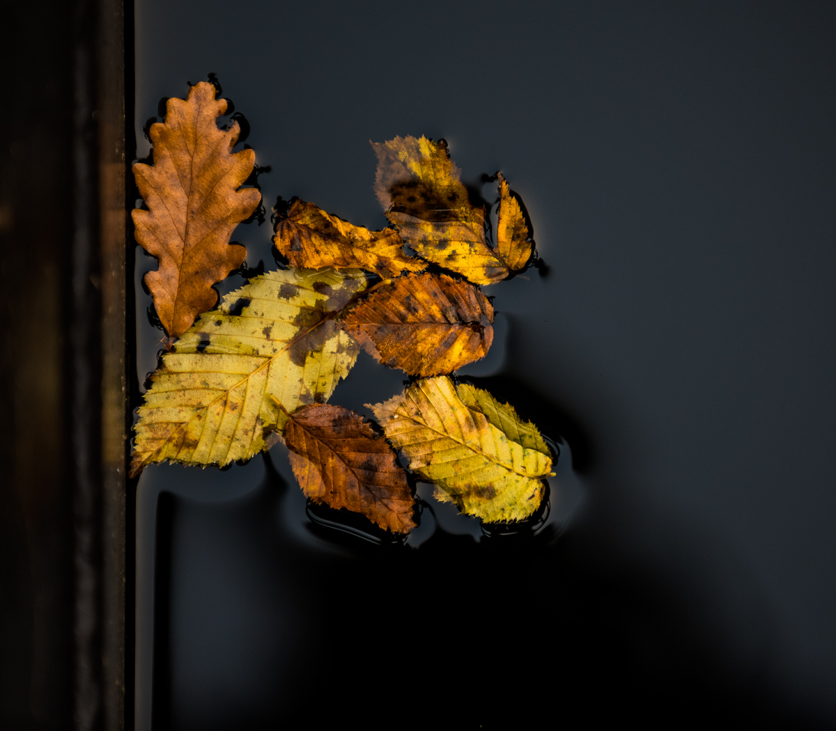 Herbstlaub