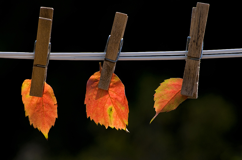 Herbstlaub
