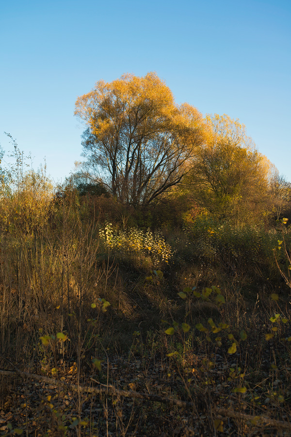 Herbstleuchten 3
Nürnberg Marienbergpark