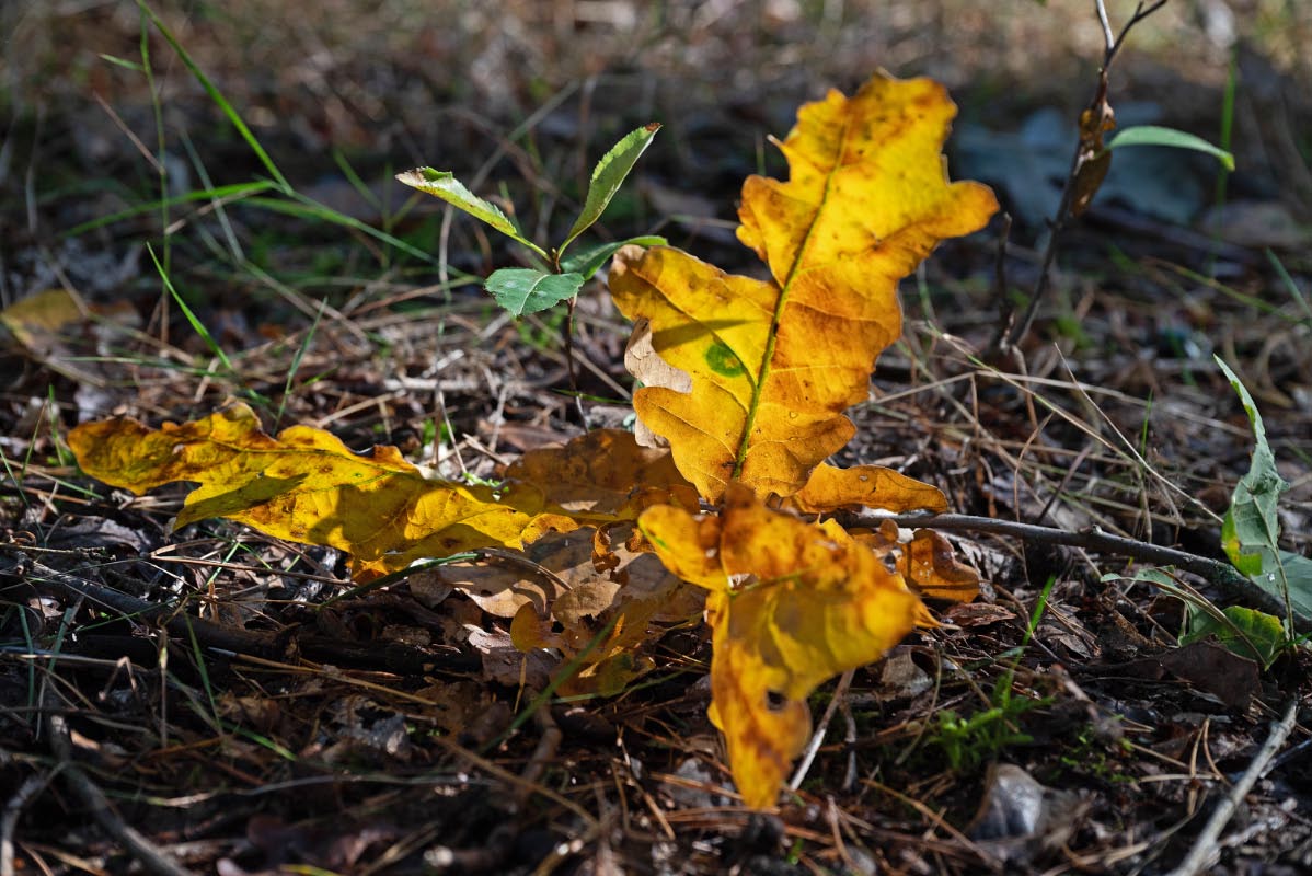 Herbstleuchten.jpg