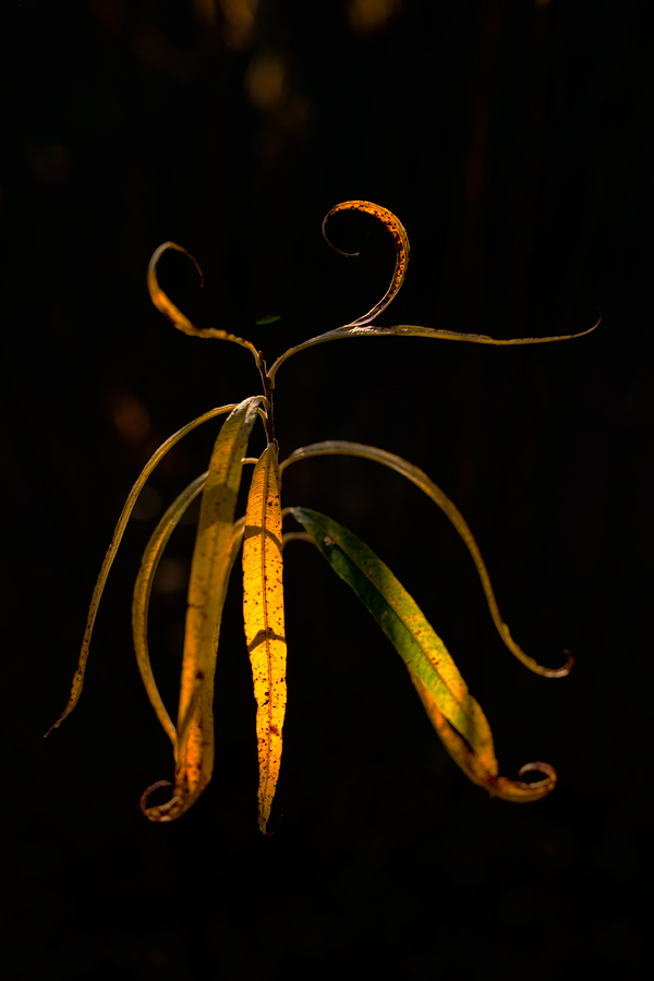 Herbstleuchten