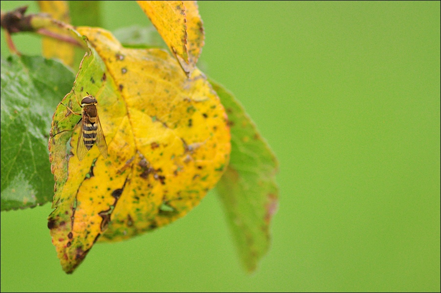 herbstlich (Sigma 70-300)